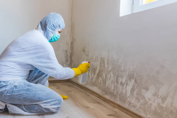 Licensed Mold Inspection service in Fort Collins, CO - WQB Mold Removal